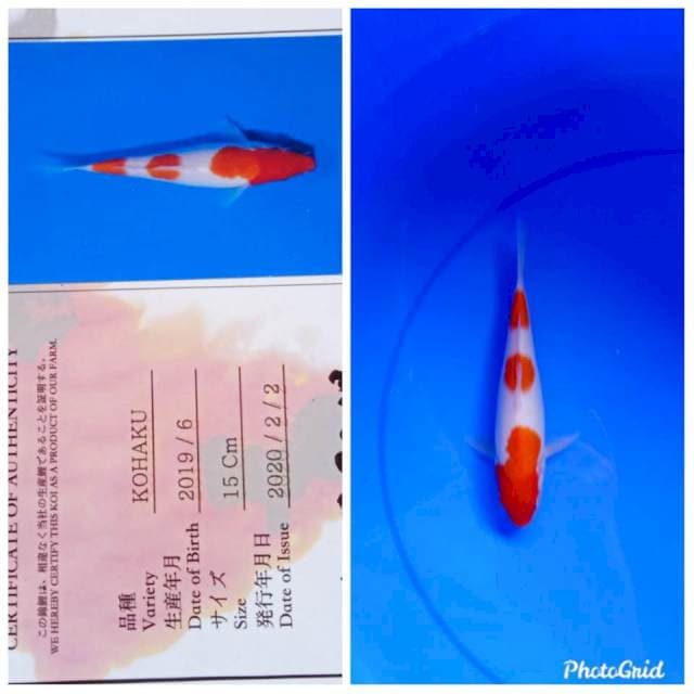 Kohaku import yamamatsu