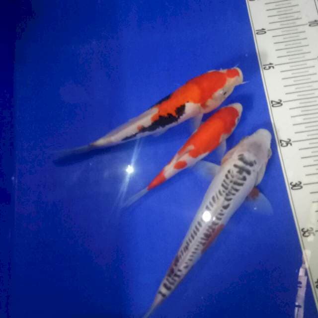 Mix koi