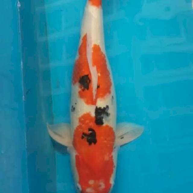 Sanke female 65bu