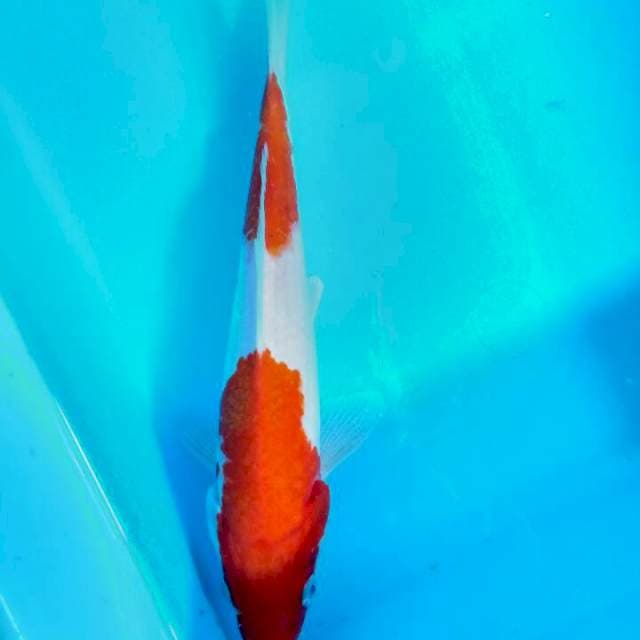 Kohaku 27 cm