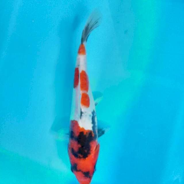 Showa 23 cm