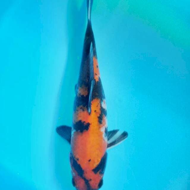 Showa 26 cm