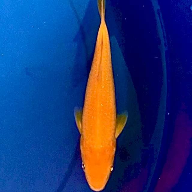 MANGO KARASHI SKIN SUPER 20bu