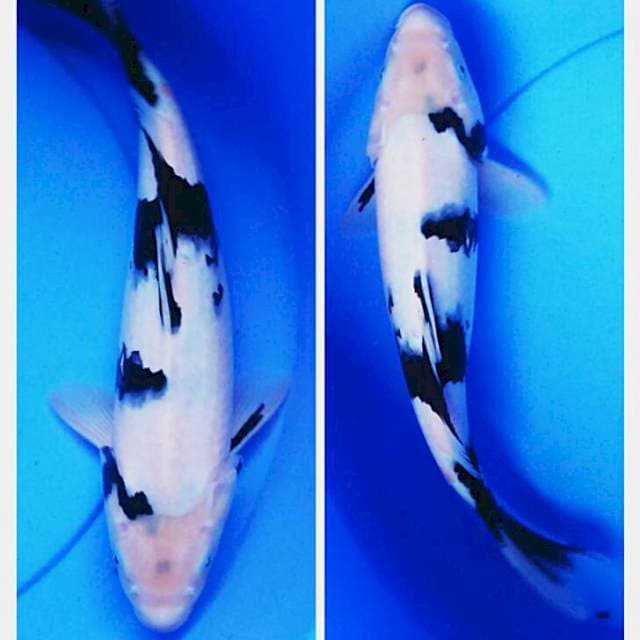 Shiro josss 35cm
