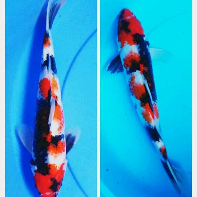 Showa prospek 27cm
