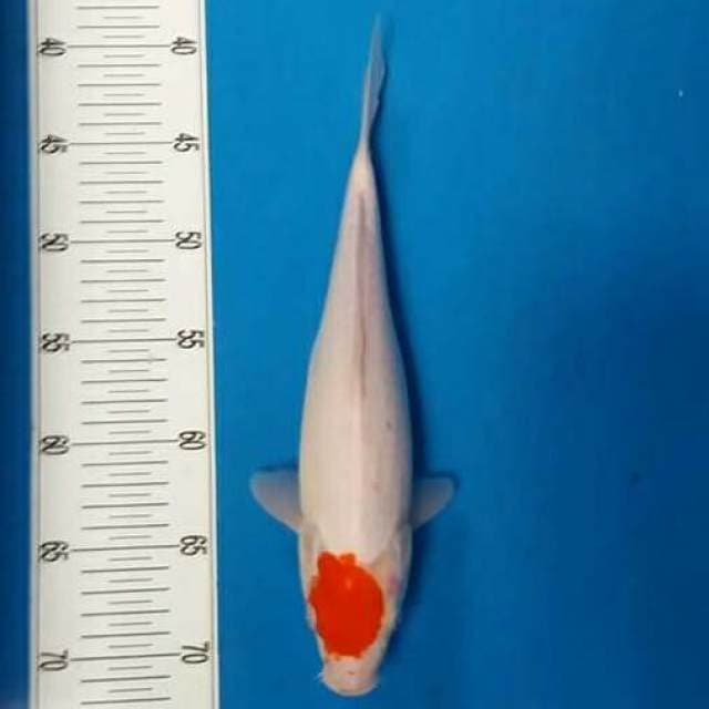 Tanco kohaku