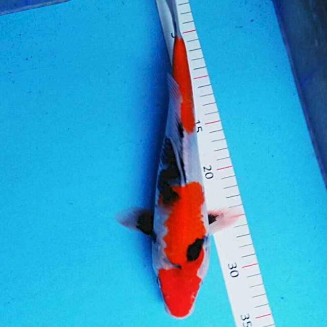 Maruten 35cm male