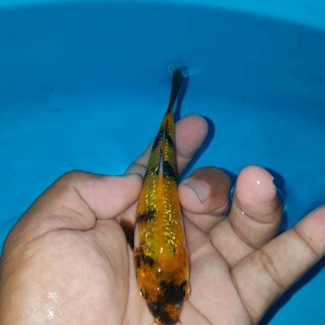 ginrin 17 cm