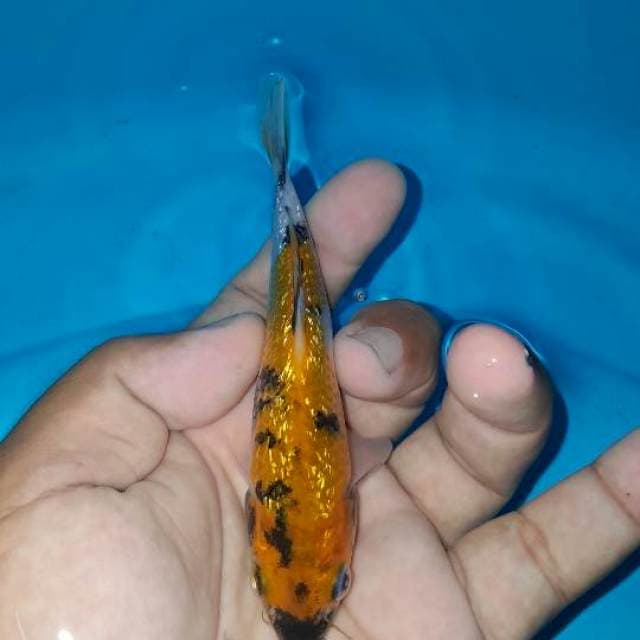 ginrin full 15 cm
