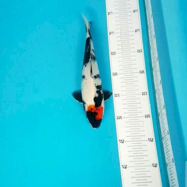 Tancho Showa 28 cm