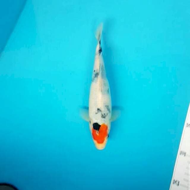 Tancho Showa Tategoi 24 cm