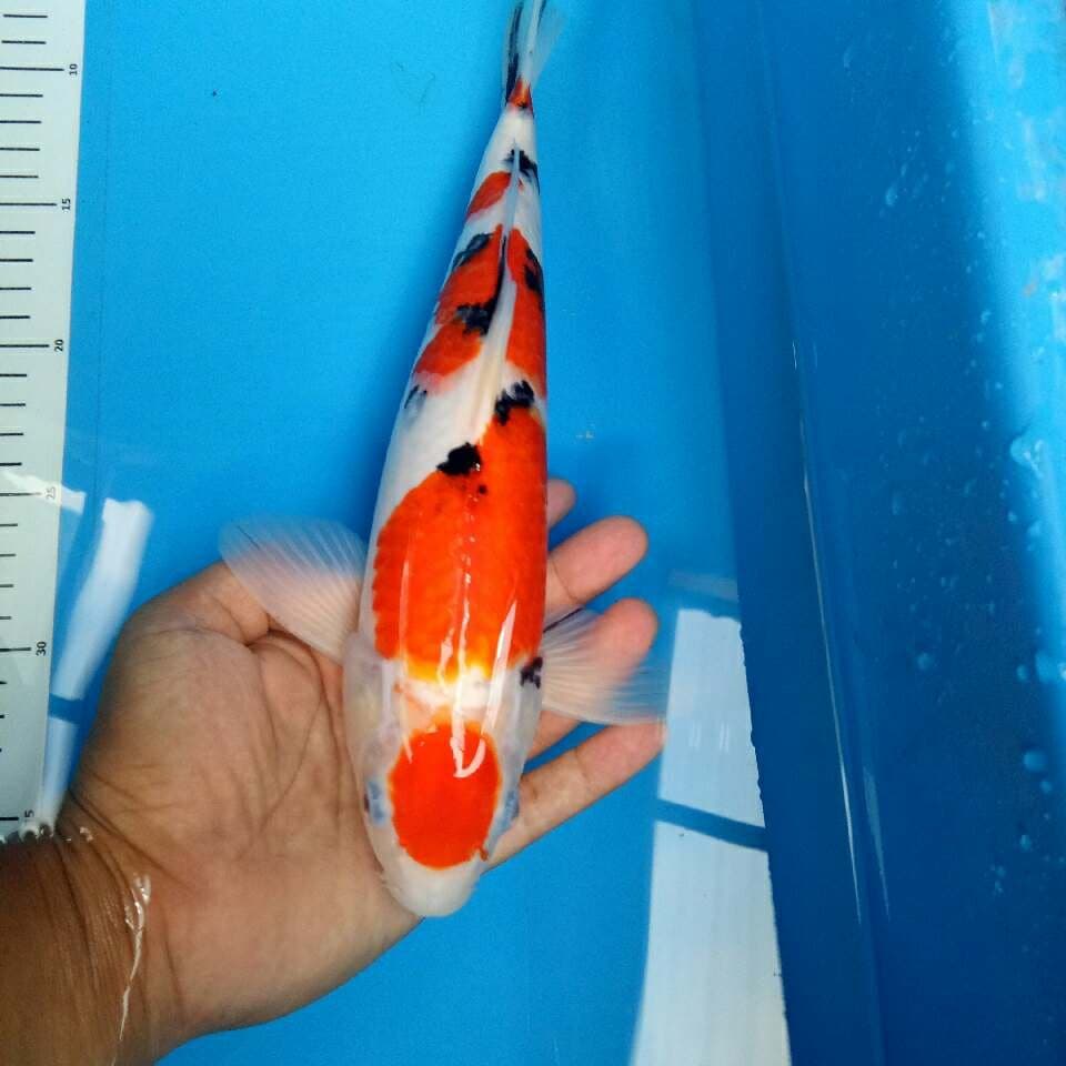 Sanke strong 32 cm