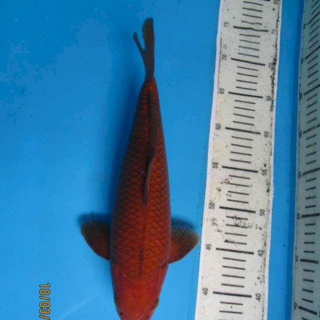 Calon bulky34cm male
