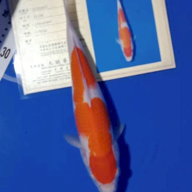 Kohaku import marusei