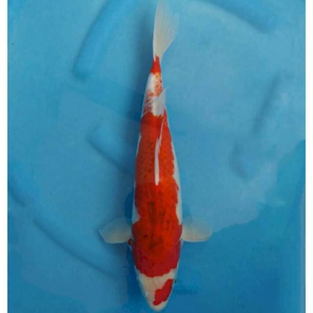 Okawa Ai Goromo