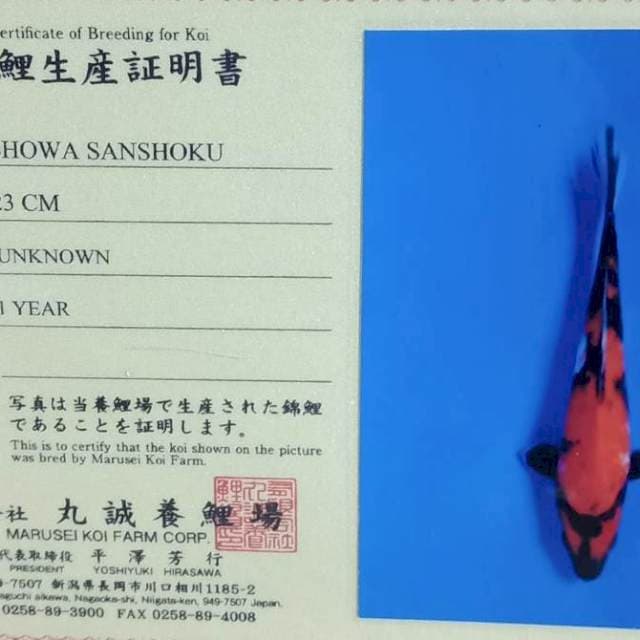 Showa import body joss marusei