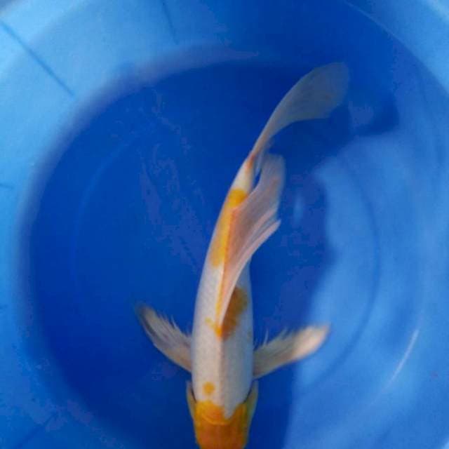 Kumpay 34cm