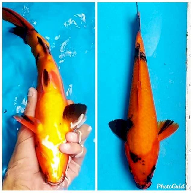 Hi utsuri