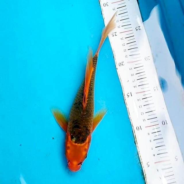 Kumpay aka Matsuba