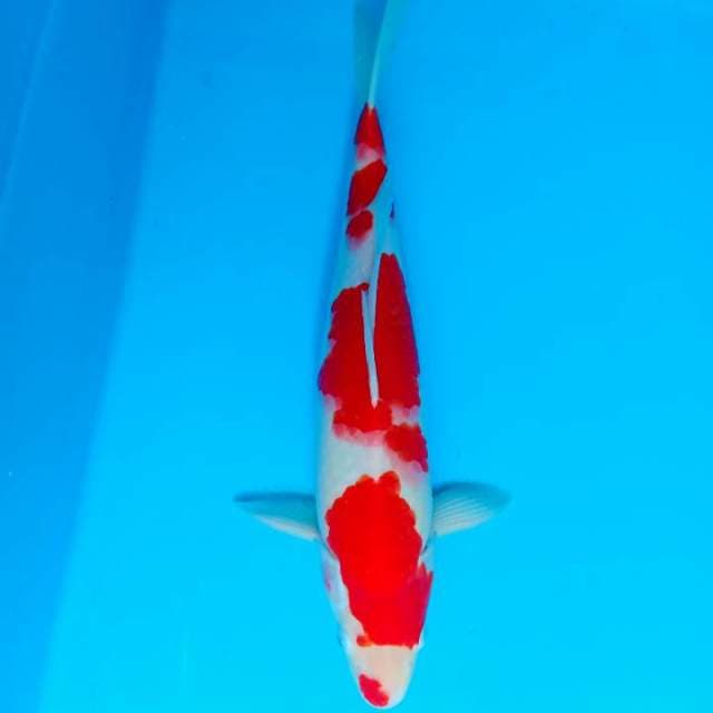Kohaku