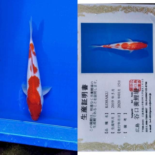 Kohaku import taniguchi