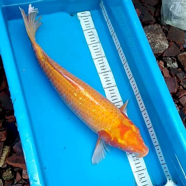 53cm