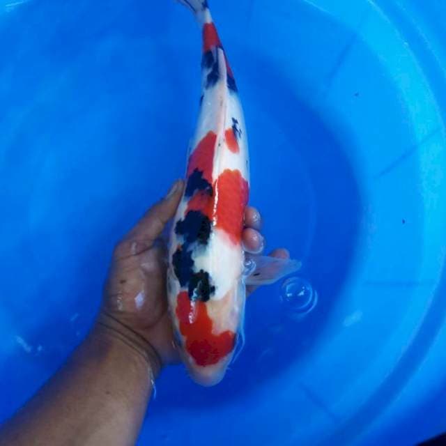 Sanke 35cm male