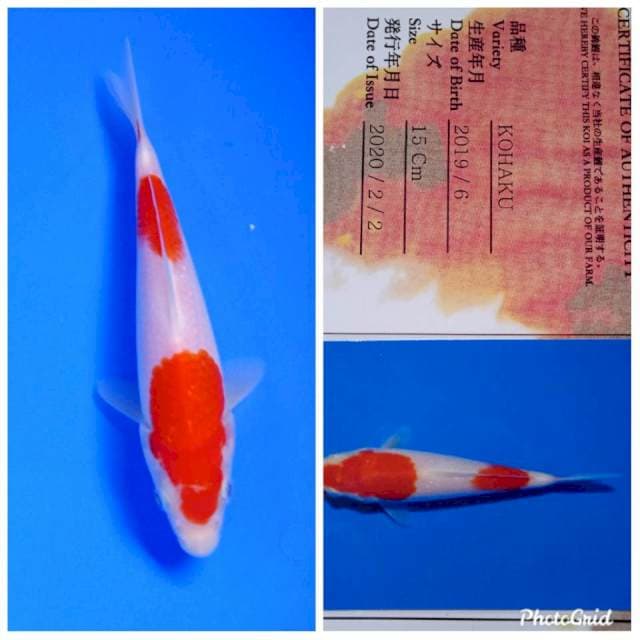 Kohaku tosai yamamatsu