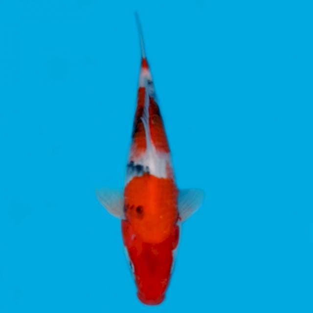 ND NYOWA 27CM