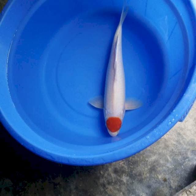 Tancho kuhaku 36cm male