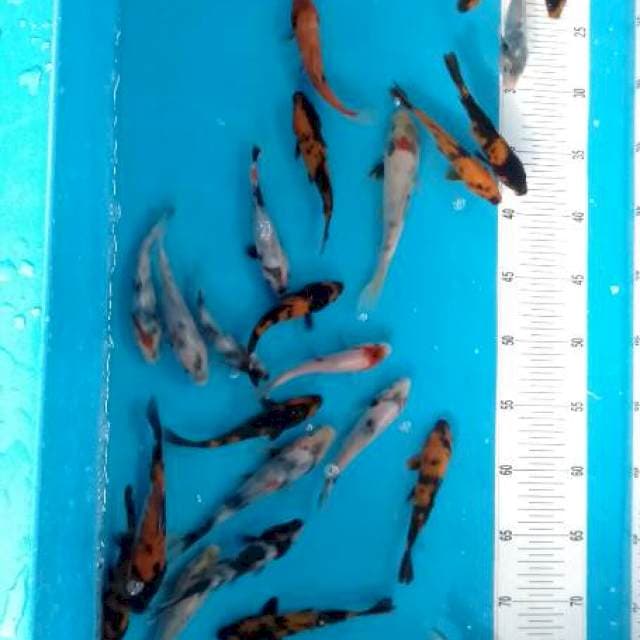 Showa utsuri shiro 10-17cm 40 ekor