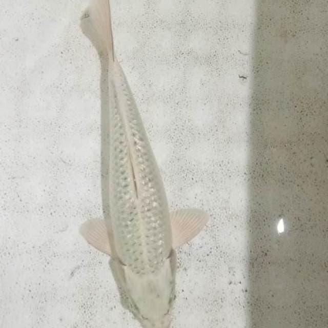 Hikarimujimono28cm