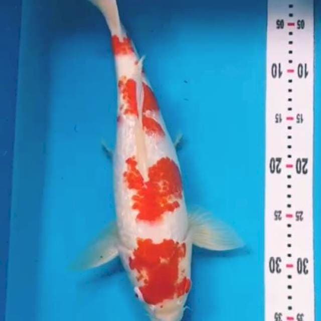 Kohaku Gindrin