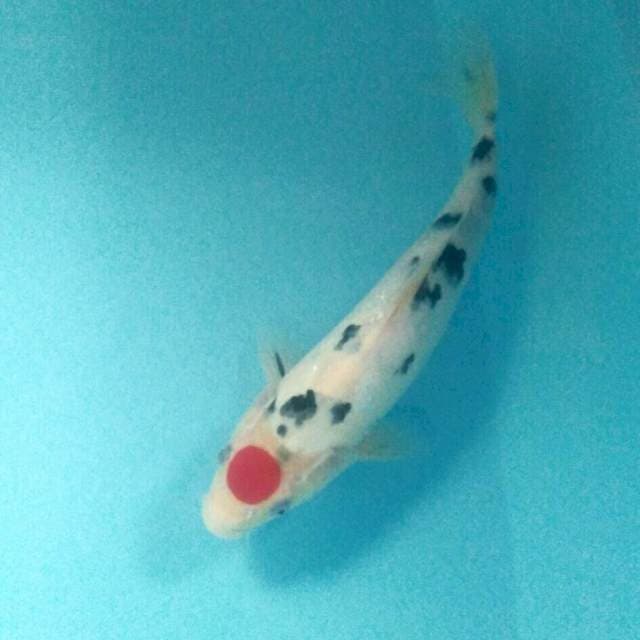 Tancho Sanke, 27 cm