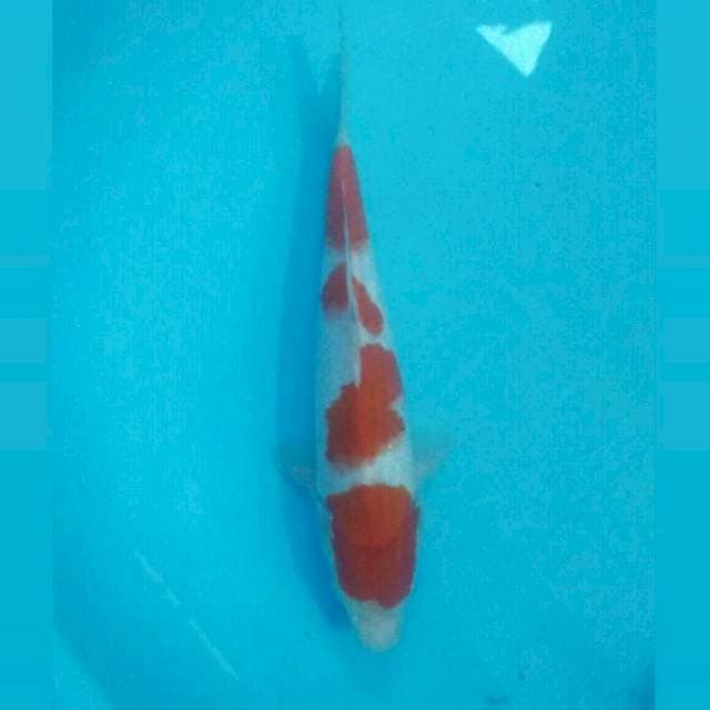 Kohaku, 27 cm