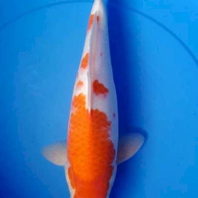 Kohaku