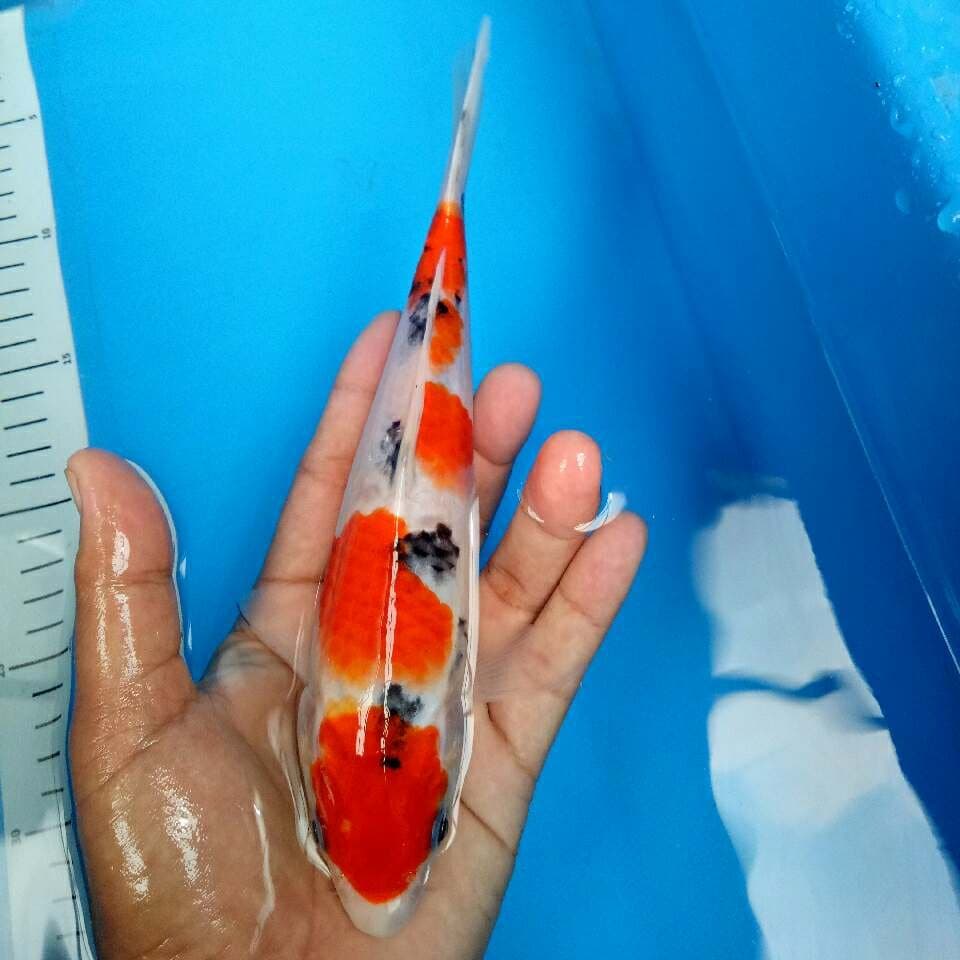 Sanke 22cm