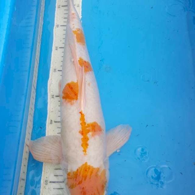 maruten kawari 49 cm