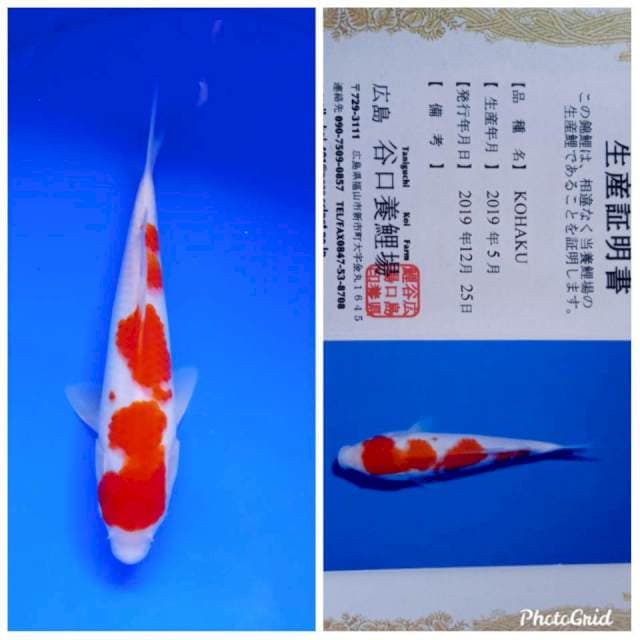 Kohaku import taniguchi farm