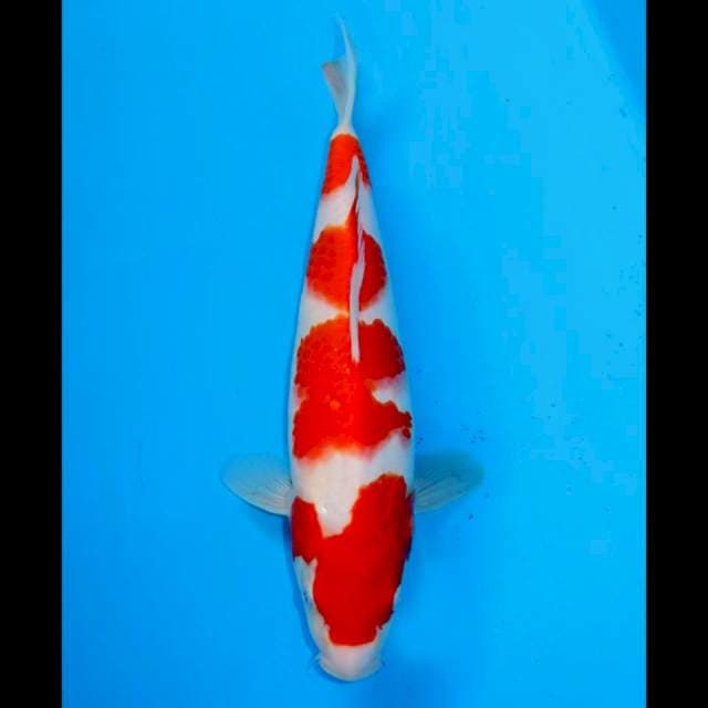 KOHAKU YONDAN BULKY - ORIGINAL