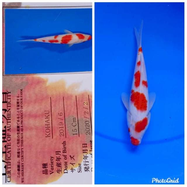 Kohaku import yamamatsu farm