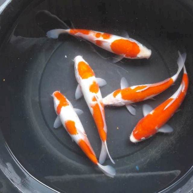 28