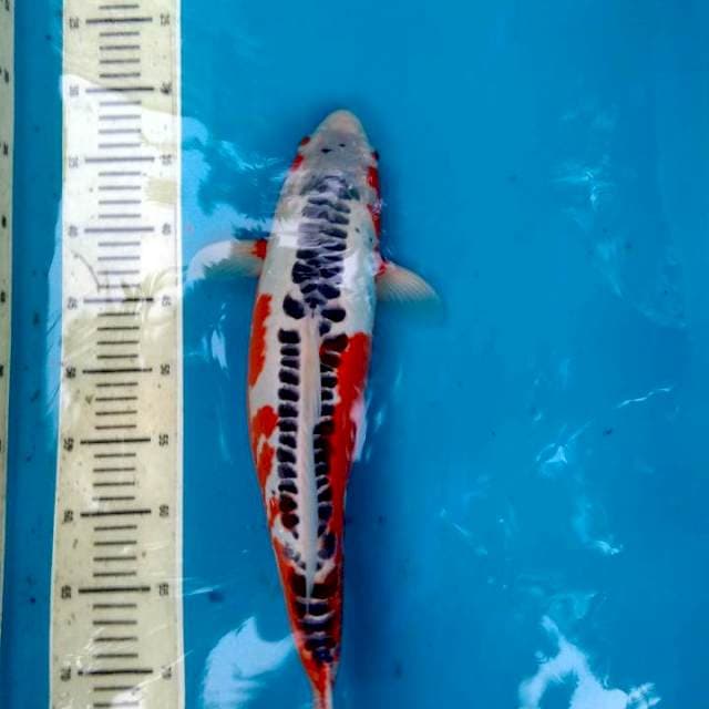 Shusui, Female 47 cm