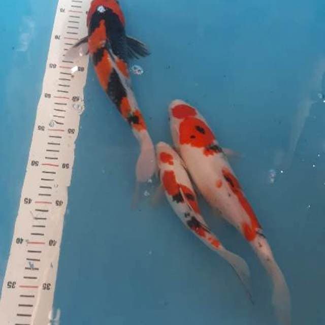 Mix koi. Sanke. Maruten.hi showa 24.36. 38cm