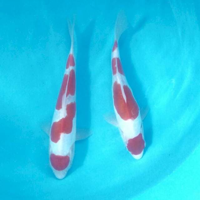 Maruten Kohaku Doitsu, 24cm & 26cm