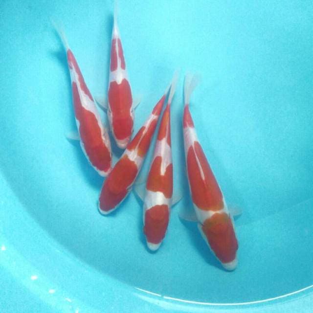 Baby Kohaku Doitsu, 19-23 cm