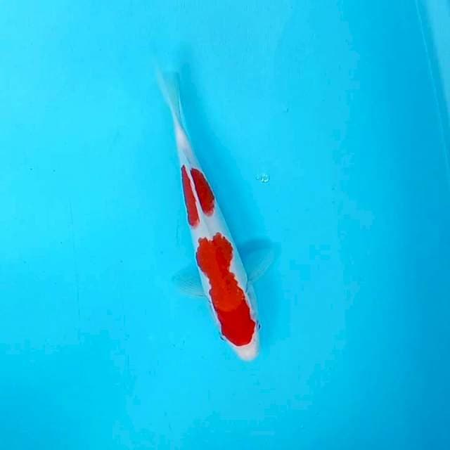 Kohaku # 26cm