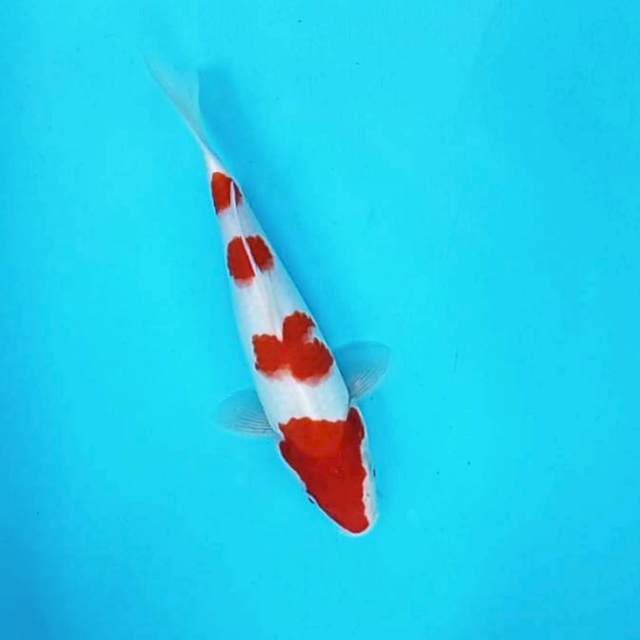 Kohaku # 29cm