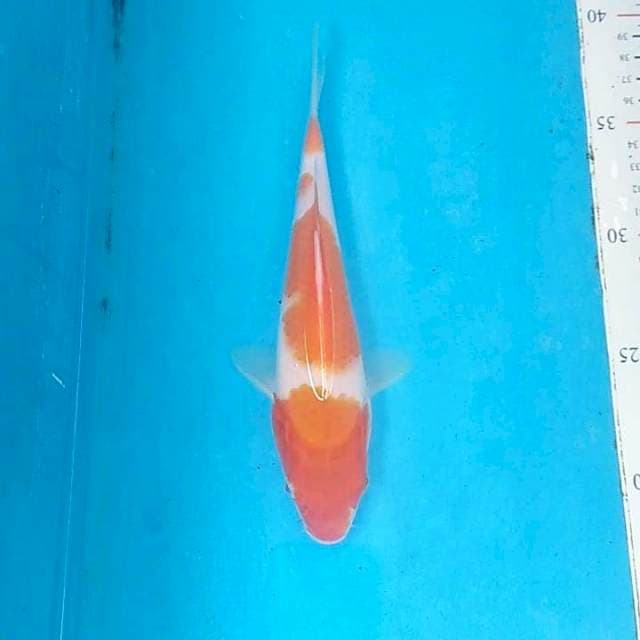 Sandan Kohaku