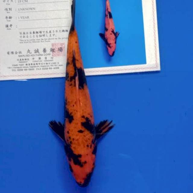 Hi utsuri marusei import serty